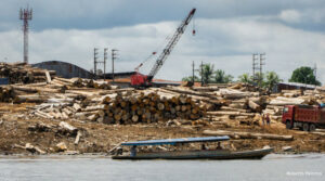 Peru investiga tráfico ilegal de madeira