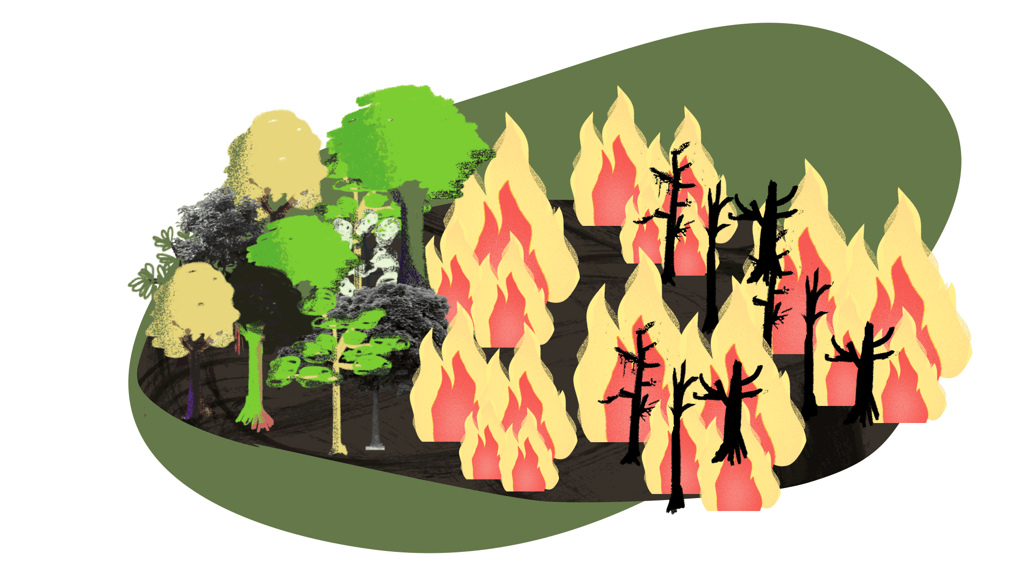 Forest fire - PlenaMata