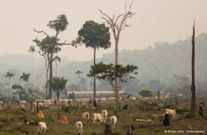 Amazônia perdeu cerca de 44 milhões de hectares para agropecuária em 35 anos, mostra estudo do MapBiomas