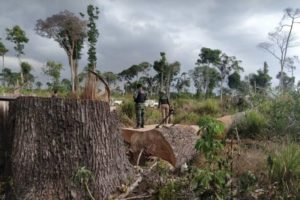 Maior parte da madeira consumida no país pode ser ilegal e fruto do desmatamento da Amazônia