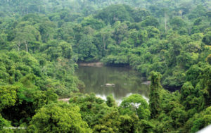 Congresso Mundial da Natureza aprova moção que demanda a proteção de 80% da Amazônia a partir de 2025