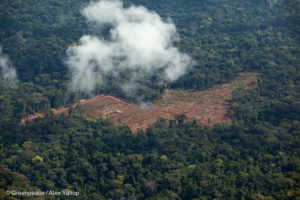 Florestas fragmentadas aumentam as emissões de carbono e afetam a biodiversidade