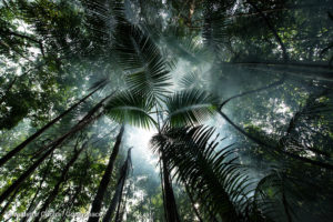 Na Amazônia, 7,2 milhões de hectares estão em recuperação e, se preservados, podem voltar a se tornar floresta madura