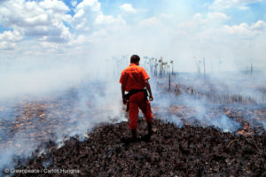 Cientistas pedem moratória do desmatamento na Amazônia