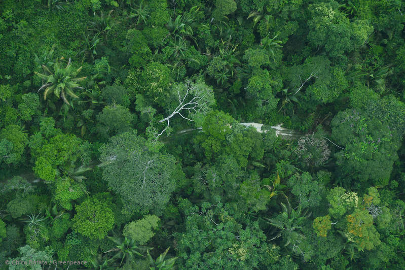 Aerial Image of Karipuna Indigenous Land in the Amazon in BrazilImagem Aérea da TI Karipuna em Rondônia na Amazônia