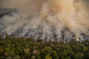 Coalizão pede que governo inglês tome medidas contra destruição da floresta amazônica