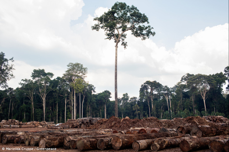 exploração madeira Amazônia