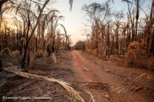 Depois dos incêndios de 2020 e da estiagem, fauna do Pantanal será analisada