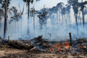 Incêndios na Amazônia afetaram 85,2% de animais e plantas ameaçados de extinção nos últimos 10 anos