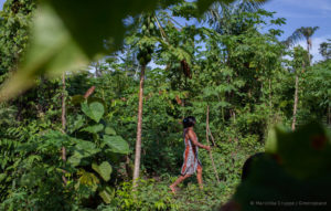 Relatório pede concepção inovadora sobre Amazônia
