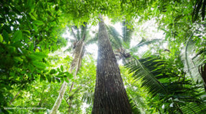 A hora de recuperar a Floresta Amazônica