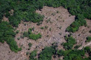 Meat production in the Amazon should undergo thorough inspections