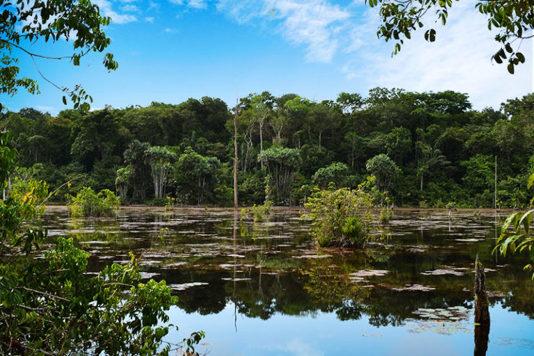 Livro Analisa Uso Da Floresta Nacional Saracá-Taquera E Relações Entre ...