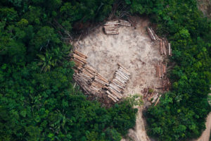No oeste do Pará, garimpo, soja, madeireiras ilegais e rodovia destruíram quase toda a floresta amazônica
