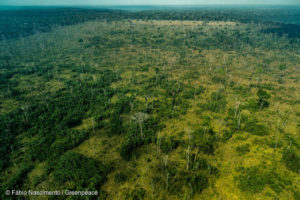 A pan-amazônia perdeu uma área de vegetação nativa do tamanho do Chile