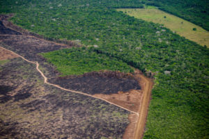 Joaquim Leite acena com desmatamento-ilegal-zero antes de 2030