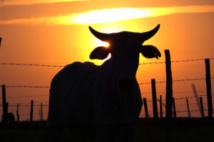 JBS é acusada de comprar gado de terras irregulares no Pará