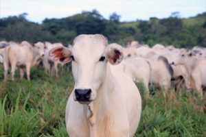 JBS comprou mais de 300 mil cabeças de gado de fazendas com irregularidades no Pará