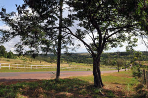 Grileiros avançam sobre sítio arqueológico do Cerrado