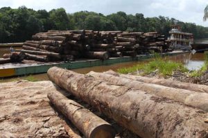 IBAMA notifica empresas de Minas Gerais suspeitas de comercializar madeira ilegal da Amazônia