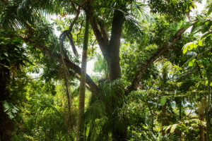 Reprodução de cipós cresce um terço em floresta tropical no Panamá e pode prejudicar a floresta