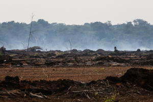 If you think deforestation is high, wait until you see next year