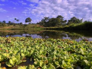 Pantanal sob pressão