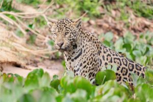 Hunting, deforestation, and fire threaten jaguars in the world’s largest rainforest