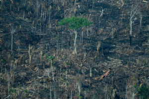 Deforestation in the Amazon reduced rains and increased electricity bills for Brazilians