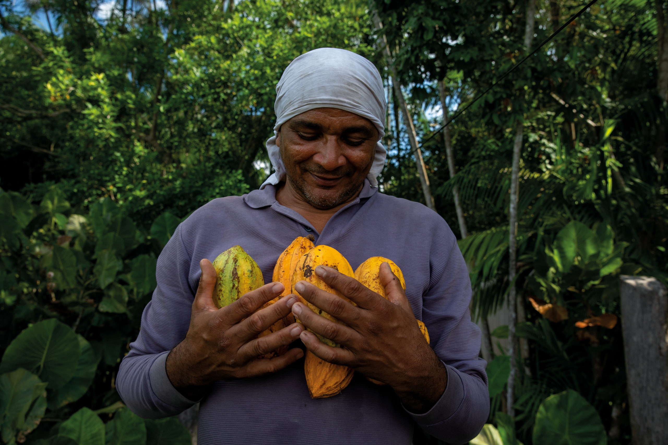 Company reveals native Amazon cocoa to Brazil