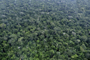 New IPCC report: what we do with the Amazon will be critical for the planet
