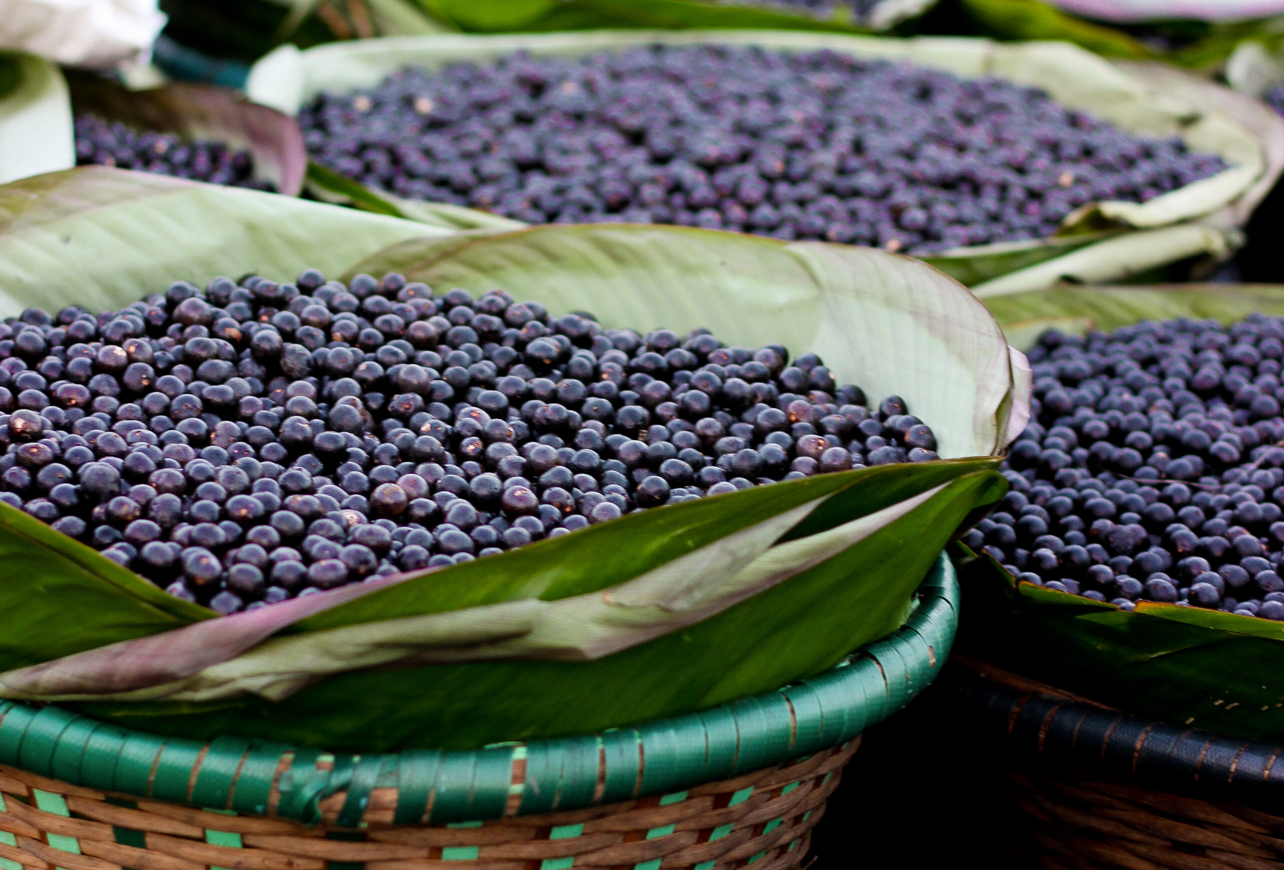 ONG e governos se unem para evitar monoculturas de açaí e cacau no Pará