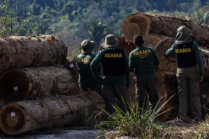 IBAMA ignora alertas de desmatamento
