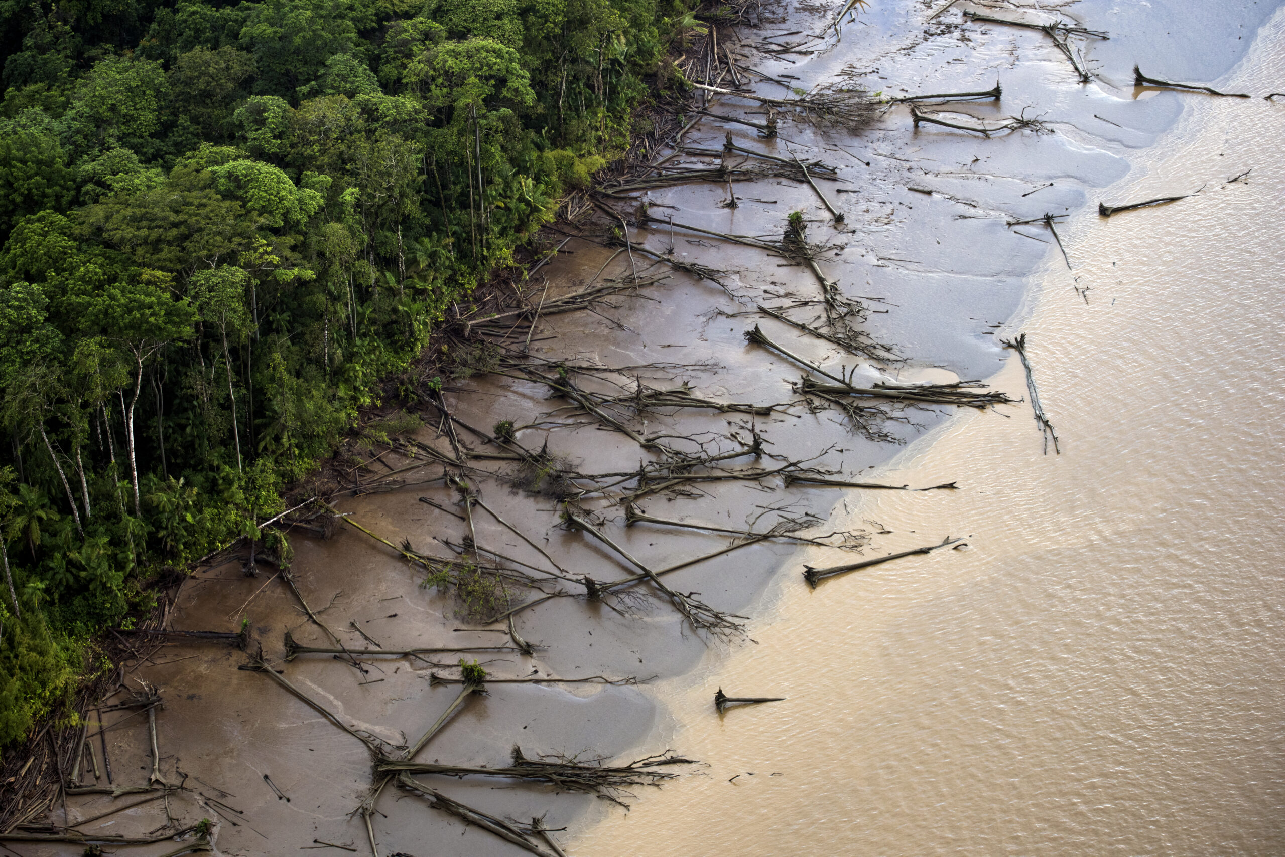 Amenazados, los manglares amazónicos protegen el clima, la vida silvestre y la economía local
