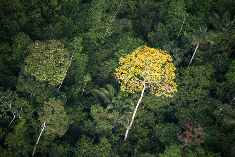 Los mercados de lujo en Europa, Estados Unidos y Canadá están llevando árbol amazónico a la extinción