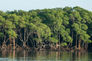 Os manguezais da Amazônia e a escassez de conhecimento