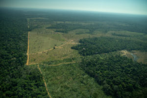 Regulatory distortions cause medium and large producers to snatch most of the public resources in the Amazon