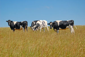 Dieta natural pode ajudar o gado a emitir menos metano