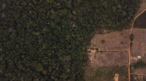 Floresta invisível