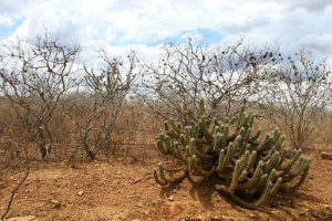 Caatinga, 50% desmatada