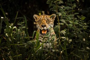 Suspeitos de envenenar onças no Pantanal são indiciados