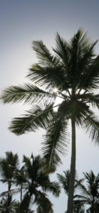 O resgate dos palmeirais sulinos