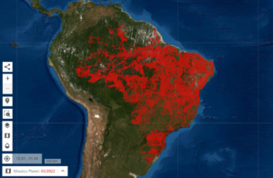 97% dos alertas de desmatamento no Brasil desde 2019 não foram fiscalizados, informa MapBiomas