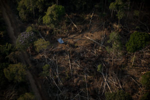 A destinação de florestas públicas para preservar (e ganhar com) a Amazônia