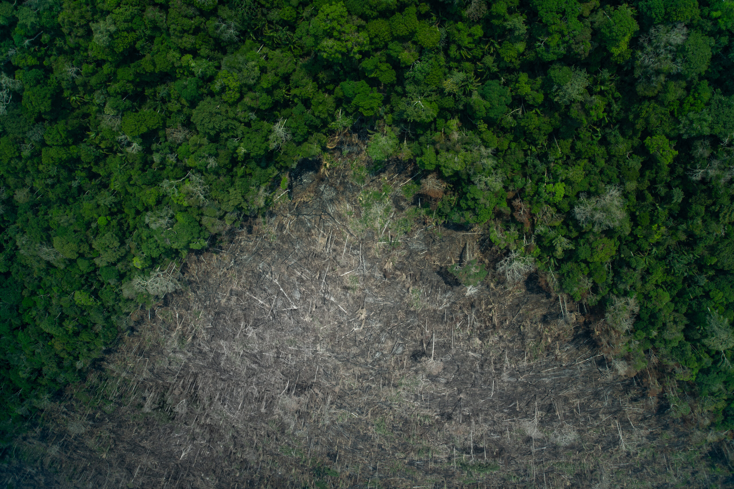 Candidatos da Amazônia exaltam agronegócio, mas não falam de impacto do desmatamento