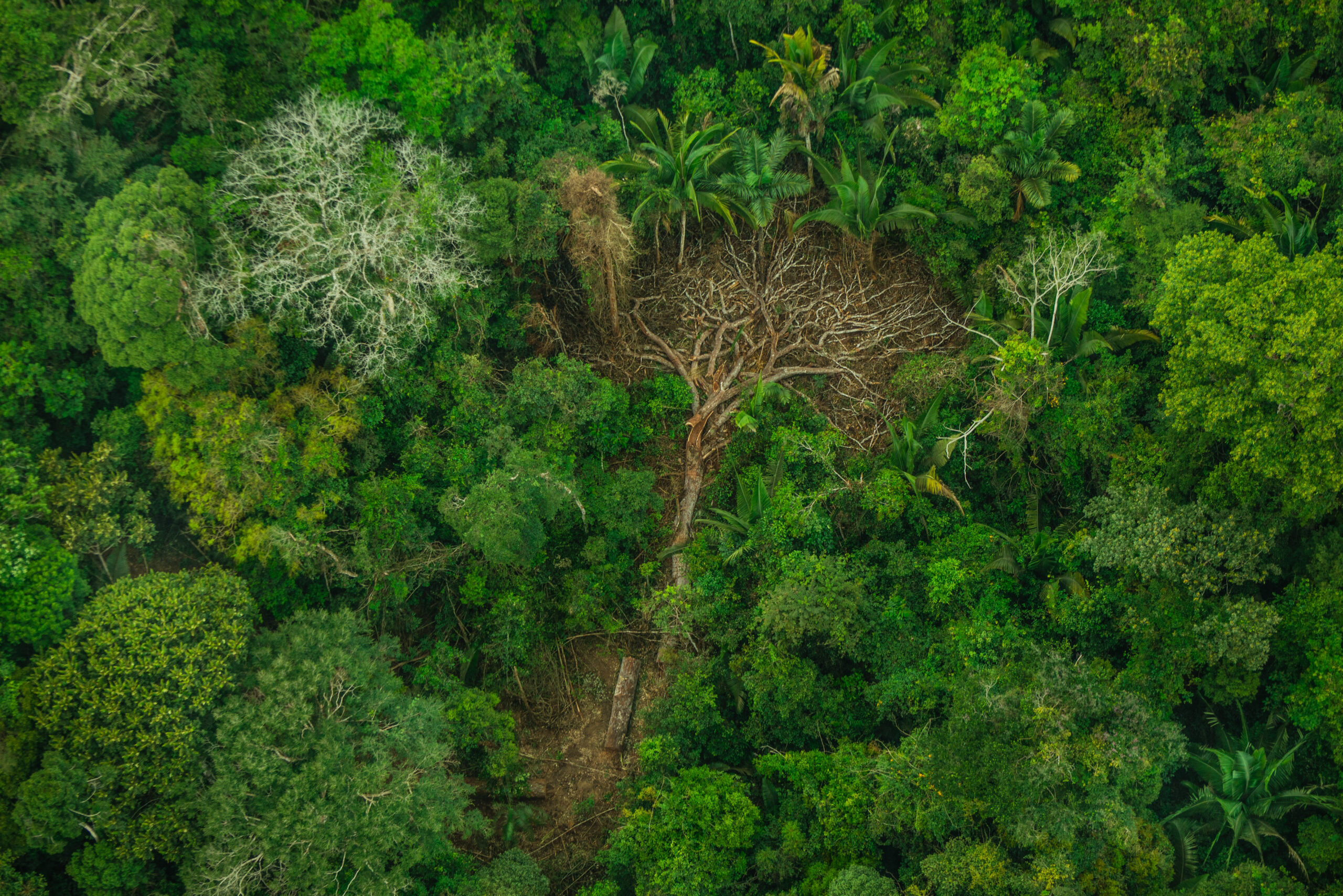 Deforestation in Karipuna Indigenous Land, Brazil Desmatamento na Terra Indígena Karipuna (RO)