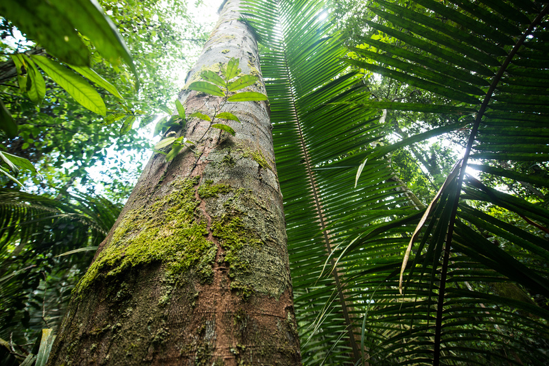 O que falta para a Amazônia dominar o mercado internacional de produtos da floresta?