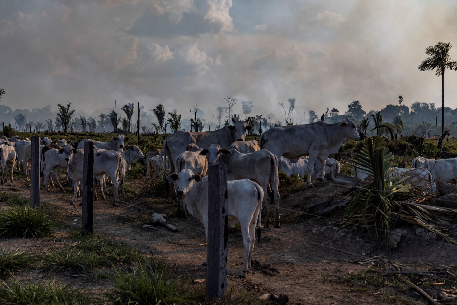 Brasil foi responsável por 70% das emissões de CO2 por desmatamento na Pan-Amazônia nos últimos 35 anos