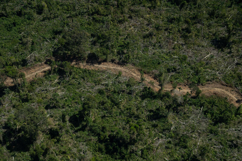 Concessões florestais como pauta urgente no Congresso Nacional