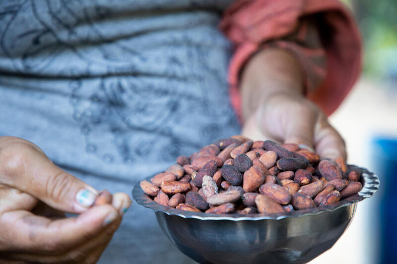 How can Brazil recover its leadership in the sustainable production of cocoa beans?